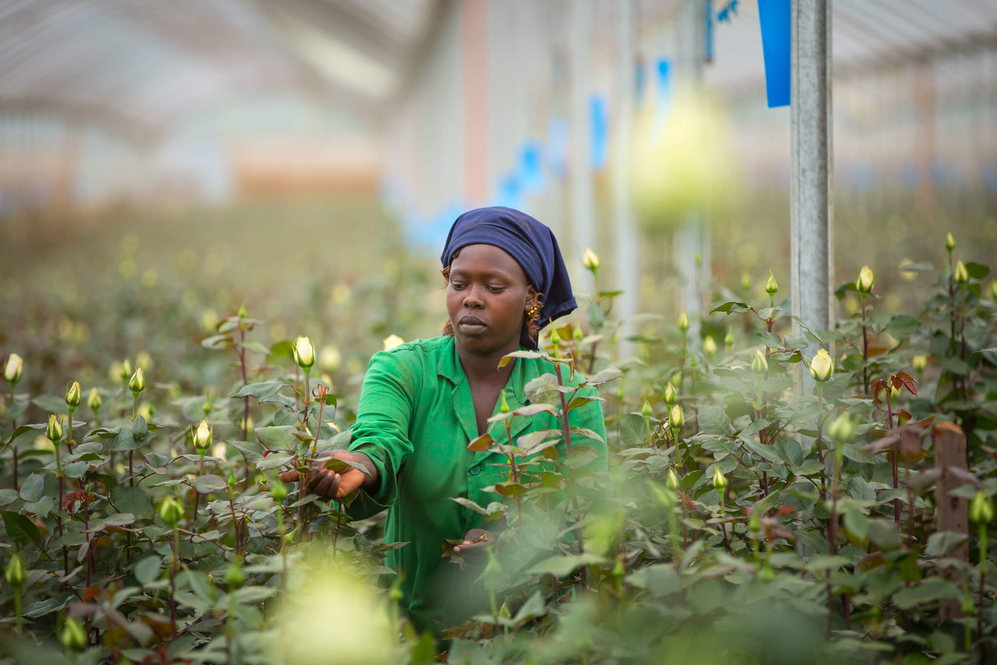 Una trabajadora agrícola en un invernadero de Timau, Kenia. 